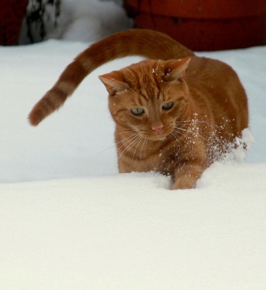 Ginger cat in snow